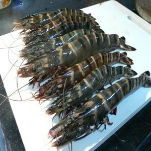 草蝦10尾