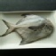 白鯧魚，肉質鮮甜、保存便利，簡易做法:香煎白鯧魚