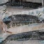 超大鯖魚片，市面上非常少見! 油脂很夠!!