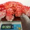 美味智利的帝王蟹，重量1.8~2kg，年節送禮自用兩相宜!