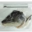 鮭魚頭 急速冷凍 每日現殺