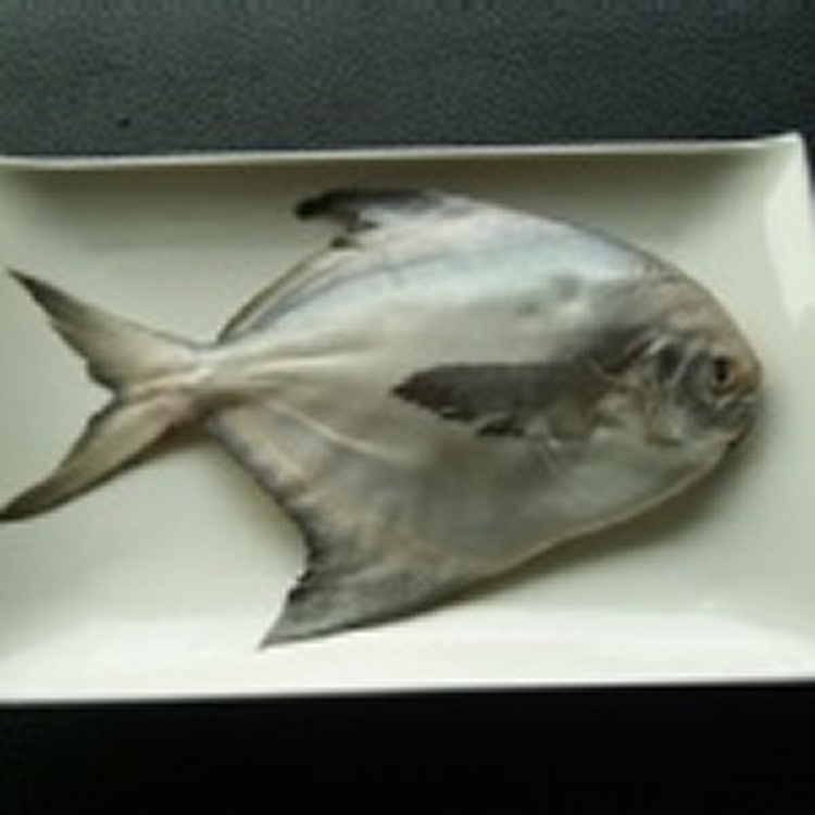 白鯧魚，肉質鮮甜、保存便利，簡易做法:香煎白鯧魚