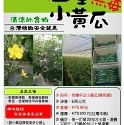吉園圃網室小黃瓜