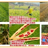 紅豆８仔《草地狀元黃西田介紹~2013年洗選萬丹紅豆]孕婦做月子必須,真空包特價一包$75元 特價：$75