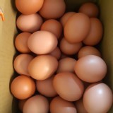 元氣玉 雞蛋一箱4斤
