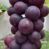 大村葡萄(標準禮盒包裝)