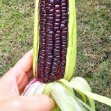 黑巧克力水果玉米(一份900～950克)