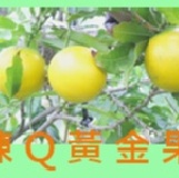 杉林鄉黃金果／加蜜蛋黃果 每週日採收最新鮮！滿千元加送一斤香蕉，即日起至08/21 特價：$90