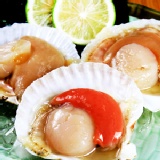 ●極鮮海扇貝●箱神嚴選 燒肉專賣●燒烤 燒肉 烤肉必備