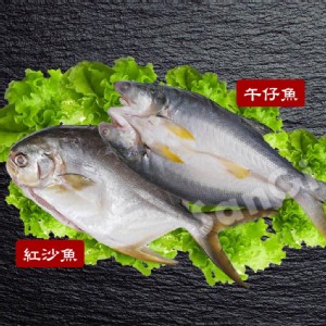 【賣魚的家】 新鮮整尾午仔魚/紅沙魚任選
