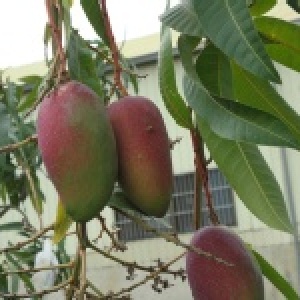 自家栽種新鮮芒果
