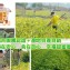 紅豆8仔《正台灣味農產品(有驗證)2017年吉園圃萬丹紅豆》真空包裝價只要$120元