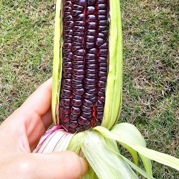 黑巧克力水果玉米(一份900～950克)