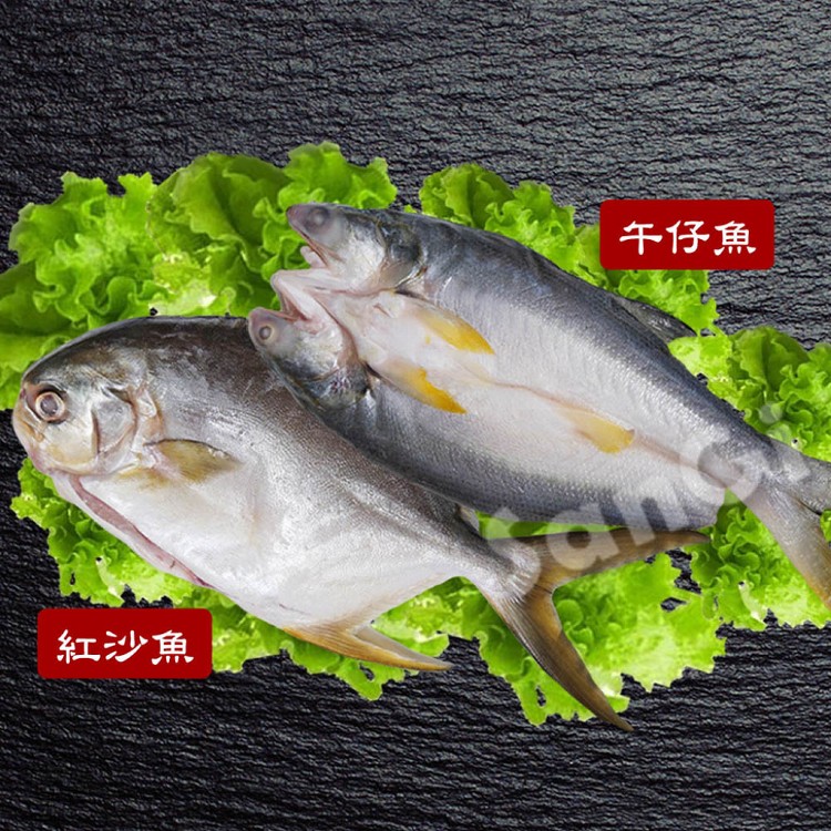 免運!【賣魚的家】2尾  新鮮整尾午仔魚/紅沙魚任選 午仔魚-250-300g/尾  紅沙魚-350-400g/尾
