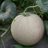 哈密瓜~將軍特產，果農自產自銷，甜度保證/顆