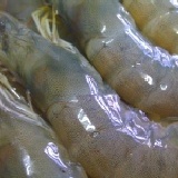 無毒蝦~15~18尾 (如果這個尺寸的蝦子沒有的話會以更大的蝦子出貨喔)價錢一樣 特價：$90