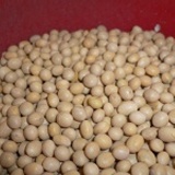 申一原豆-加拿大非基因黃豆 (生) 淨重：300g (正負10g)PP夾鍊袋　（分裝包） 特價：$30