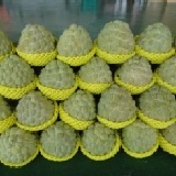 產地直銷大目釋迦 非常力嗨釋迦館好吃又大粒