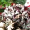 【凡吉力。益生堂草本花草茶】蘋果花茶 ~~~ 5包手工花草方便茶包