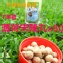 【凡吉力。益生堂蜜餞】薄荷宋陳丸 ▶下單禮◀