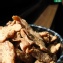 【凡吉力。益生堂蜜餞】漢方糖酥陳皮 ~~ 熱門，甜甜橘橙皮藥香