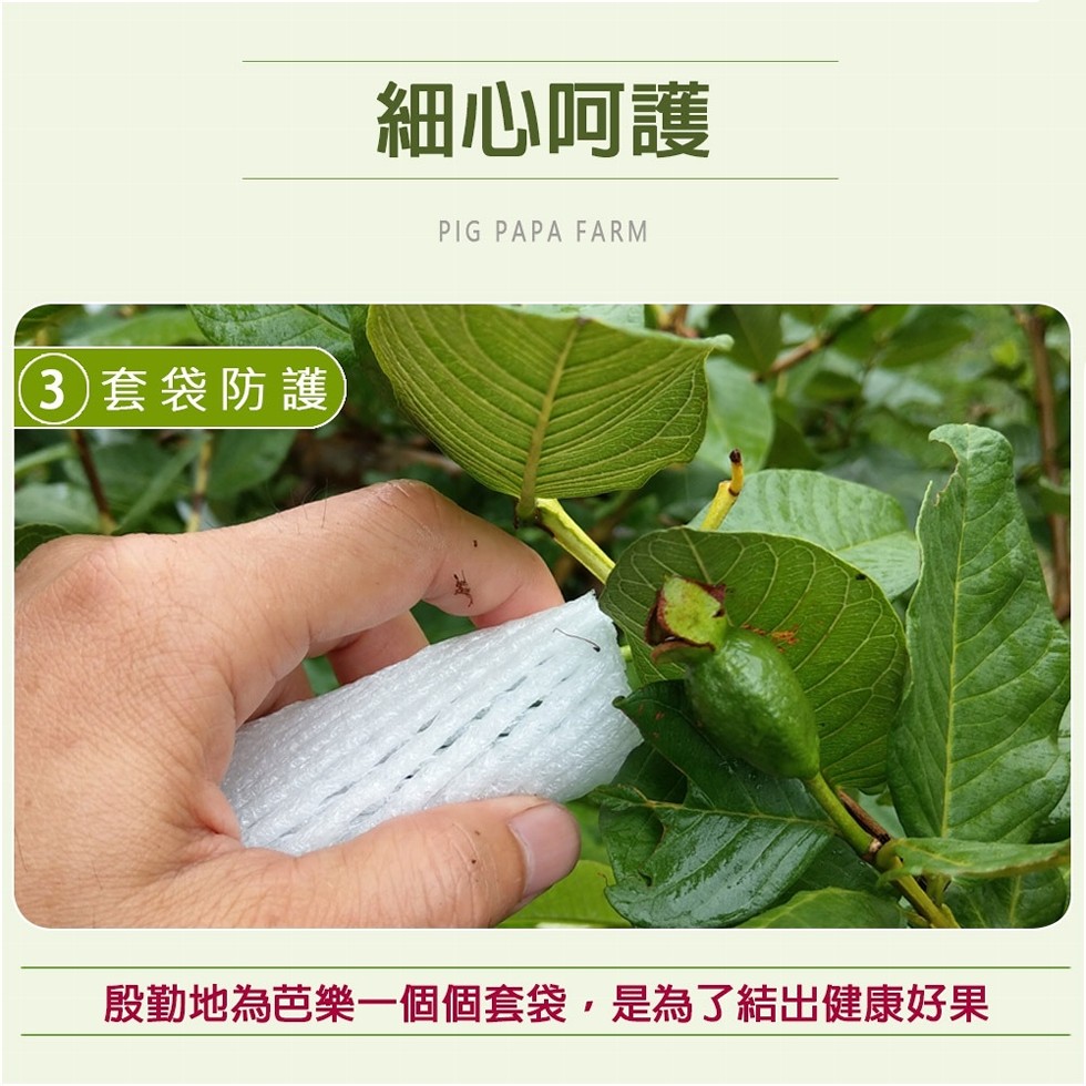 細心阿護，(3) 套袋防護，殷勤地為芭樂一個個套袋,是為了結出健康好果。
