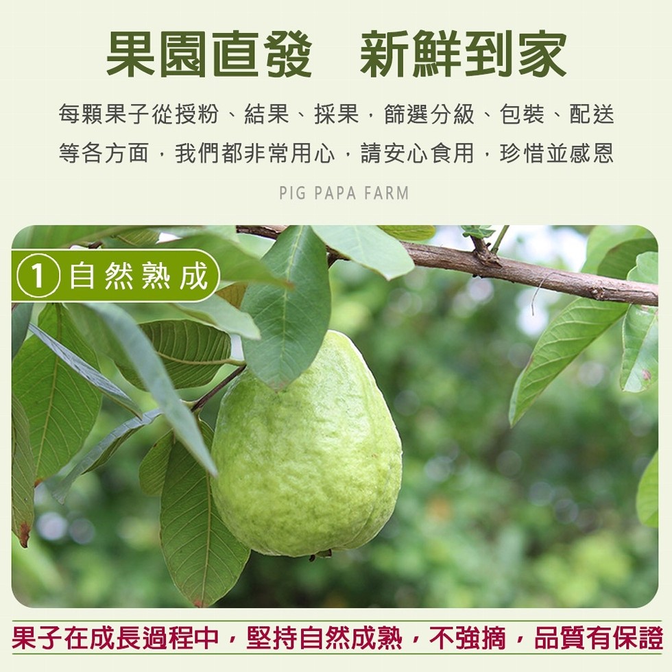 果園直發 新鮮到家，每顆果子從授粉、結果、採果,篩選分級、包裝、配送，等各方面,我們都非常用心,請安心食用,珍惜並感恩，(1)自然熟成，果子在成長過程中,堅持自然成熟,不強摘,品質有保證。