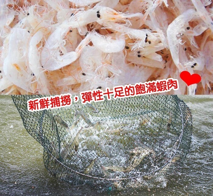 新鮮捕撈,彈性十足的飽滿蝦肉。