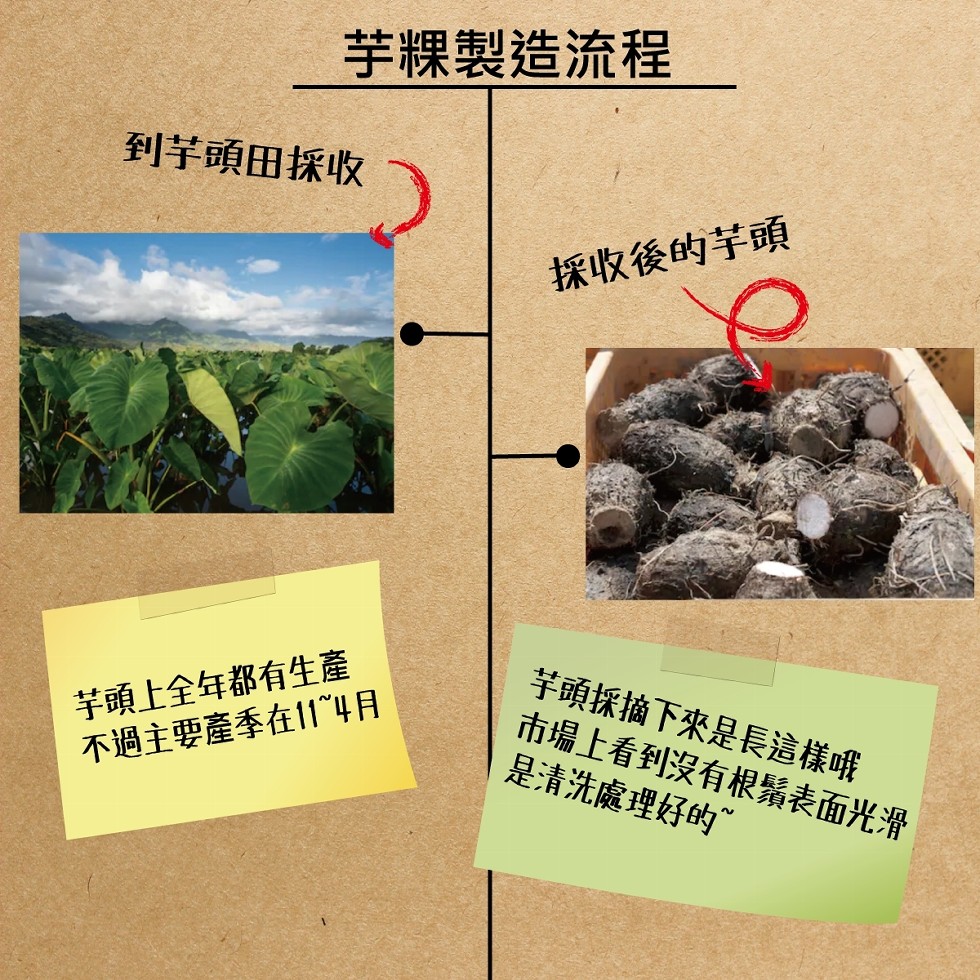 芋粿製造流程,到芋頭田採收,採收後的芋頭,芋頭上全年都有生產,不過主要產季在114月,芋頭採摘下來是長這樣哦,市場上看到沒有根鬚表面光滑,是清洗處理好的”。