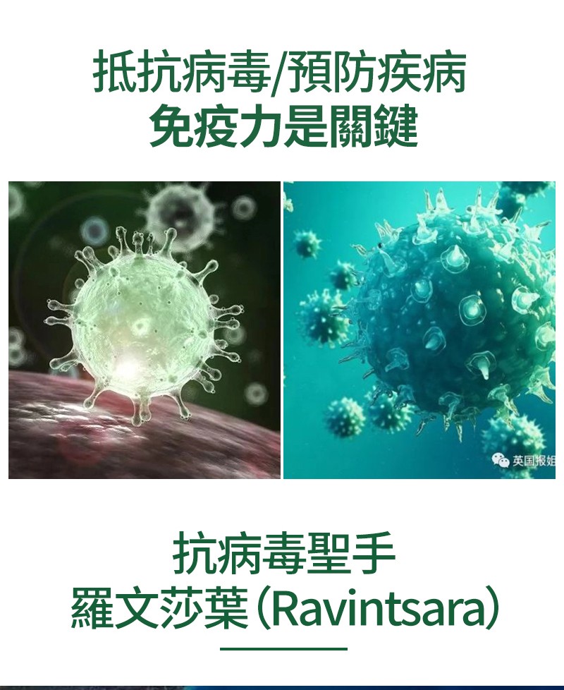抵抗病毒/預防疾病,免疫力是關鍵,英国报姐,抗病毒聖手,羅文莎葉(Ravintsara)。