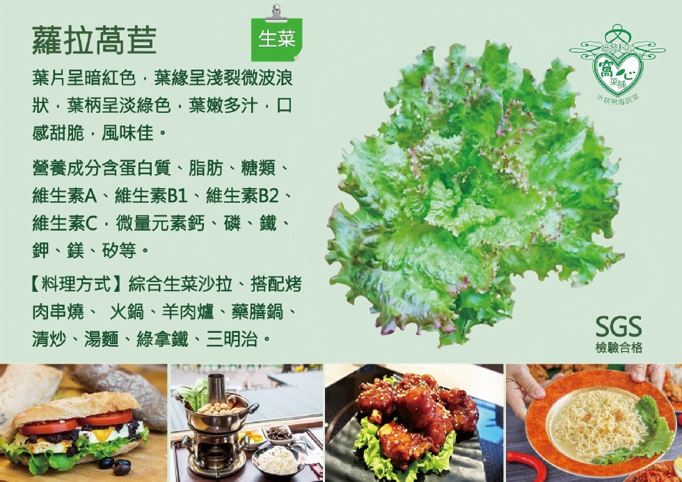 蘿拉萵苣，葉片呈暗紅色,葉緣呈淺裂微波浪，狀,葉柄呈淡綠色,葉嫩多汁,口，感甜脆,風味佳。營養成分含蛋白質、脂肪、糖類、維生素A、維生素B1、維生素B2、維生素C,微量元素鈣、磷、鐵、鉀、鎂、矽等。【料理方式】綜合生菜沙拉、搭配烤，肉串燒、火鍋、羊肉