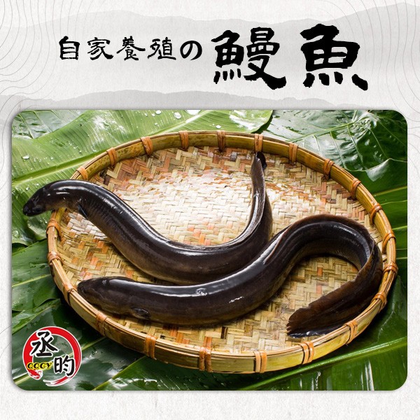 自实委殖の愛魚，自家登殖の。