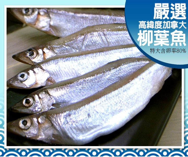 高緯度加拿大，柳葉魚，特大含卵率80%。