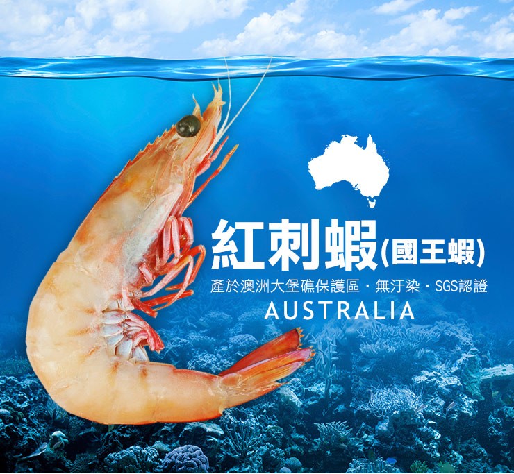 紅刺蝦 (國王蝦)，產於澳洲大堡礁保護區,無汗染.SGS認證。