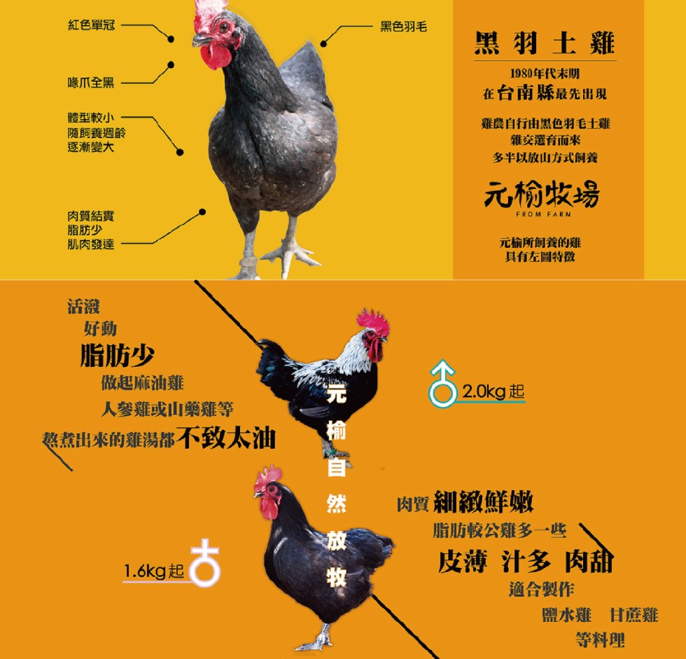 紅色單冠，黑色羽毛，黑羽土雞，1980年代末期，在台南縣最先出現，喙爪全黑，體型較小，隨飼養週齡，逐漸變大，雞農自行由黑色羽毛士雞，雑交選育而來，多半以放山方式飼養，元榆收場，肉質結實，脂肪少，肌肉發達，元榆所飼養的雞，具有左圖特徵，脂肪少，做起麻油