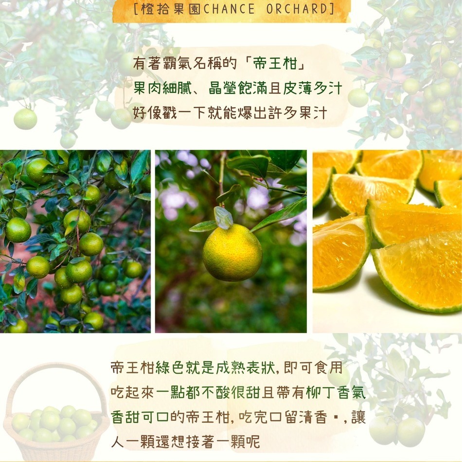 [橙拾果園CHANCE ORCHARD]，有著霸氣名稱的帝王柑果肉細膩、晶瑩飽滿且皮薄多汁，好像戳一下就能爆出許多果汁，帝王柑綠色就是成熟表狀, 即可食用，吃起來一點都不酸很甜且帶有柳丁香氣，香甜可口的帝王柑, 吃完口留清香.,讓，人一顆還想接著一顆