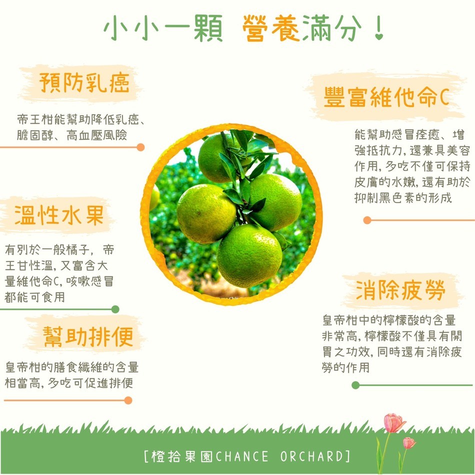 小小一顆營養滿分!預防乳癌,豐富維他命C,帝王柑能幫助降低乳癌、膽固醇、高血壓風險,能幫助感冒痊癒、増,強抵抗力,還兼具美容,作用,多吃不僅可保持,皮膚的水嫩,還有助於,抑制黑色素的形成,溫性水果,有別於一般橘子,帝,王甘性溫,又富含大,量維他命C,