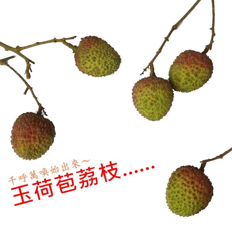 千呼萬喚始出來~，玉荷苞荔枝。