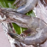 汶萊藍蝦41/50 500g裝 特價：$360