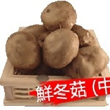 黑早鮮冬菇＊當日現採，產地直送，不剪頭、不水洗 特價：$130