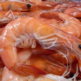 限量大支熟白蝦 特價：$200