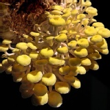 菇菇栽培太空包🎈珊瑚菇 特價：$58