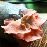 菇菇栽培太空包🎈補血珍菇 特價：$58