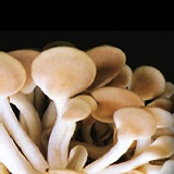 菇菇栽培太空包🎈秀珍菇