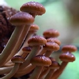 菇菇栽培太空包🎈柳松菇 特價：$58