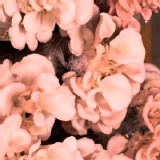 菇菇栽培太空包🎈玫瑰菇 特價：$58