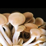 菇菇栽培太空包🎈秀珍菇 特價：$59