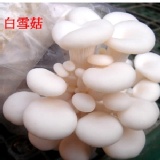 菇菇栽培太空包🎈白雪菇 特價：$59