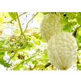 鮮採直送-甘甜多汁有機蘋果苦瓜 特價：$150