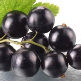 【幸美生技】冷凍莓果系列-黑醋栗 特價：$399